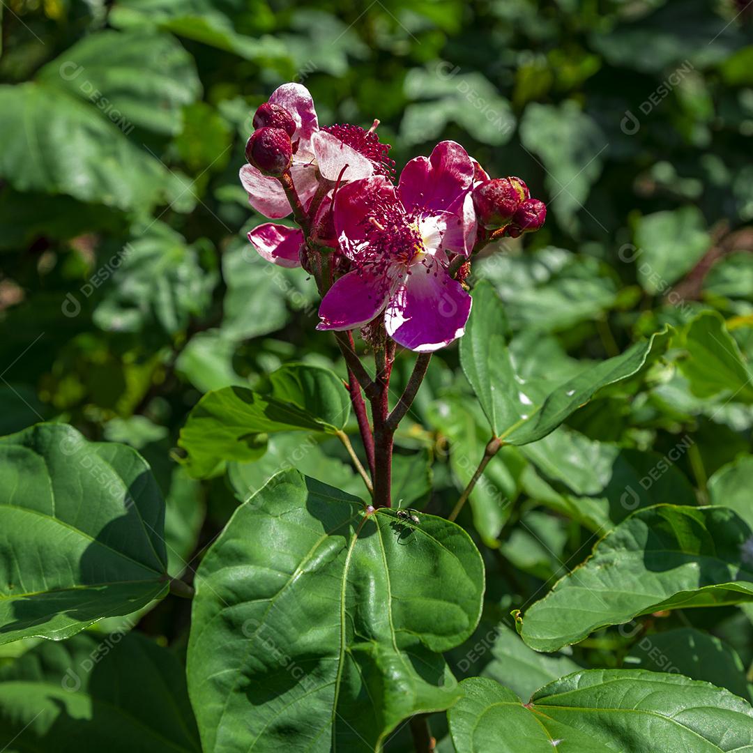 Pé de urucum arvore folha planta floresta