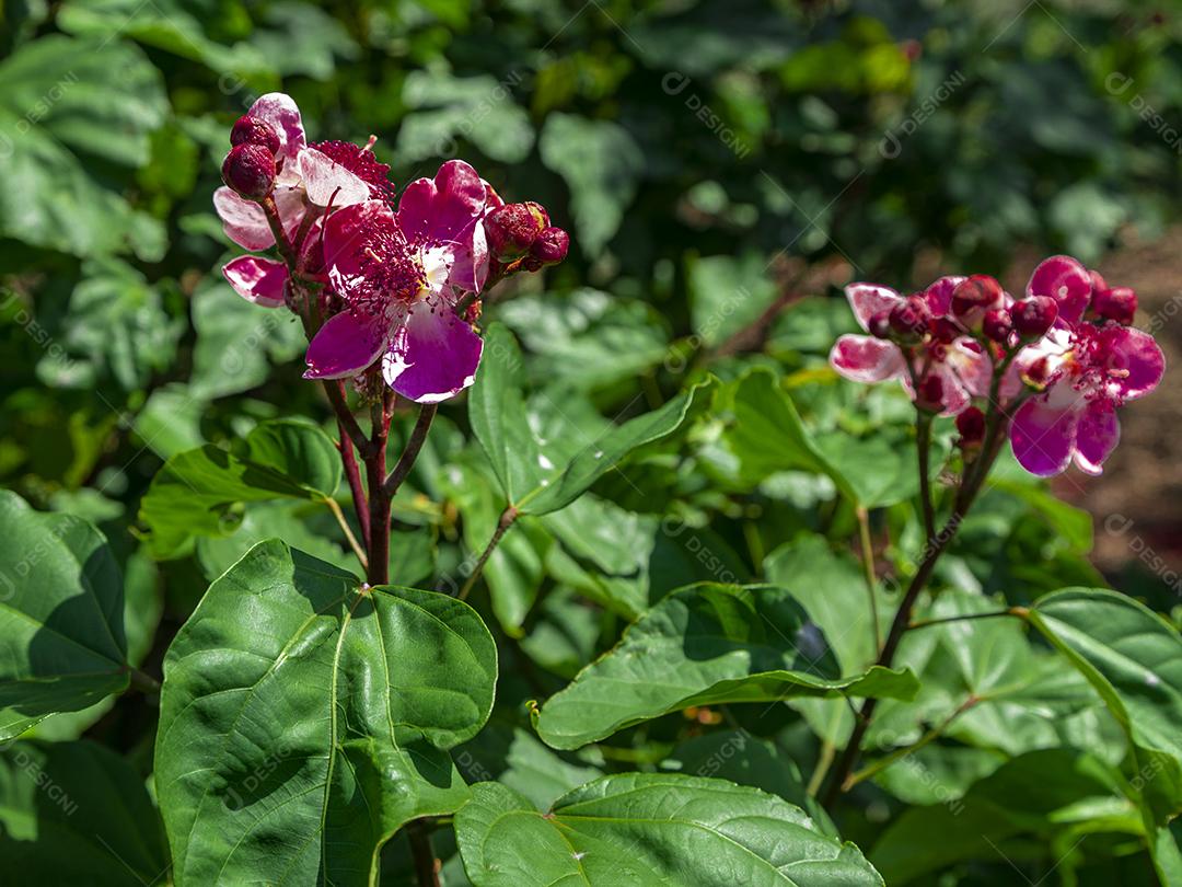 Pé de urucum arvore folha planta floresta