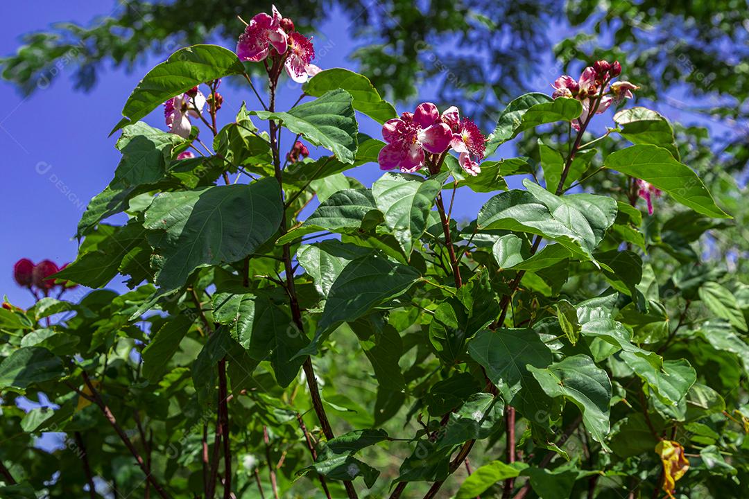 Pé de urucum arvore folha planta floresta