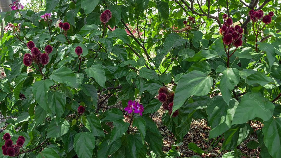 Pé de urucum arvore folha planta floresta