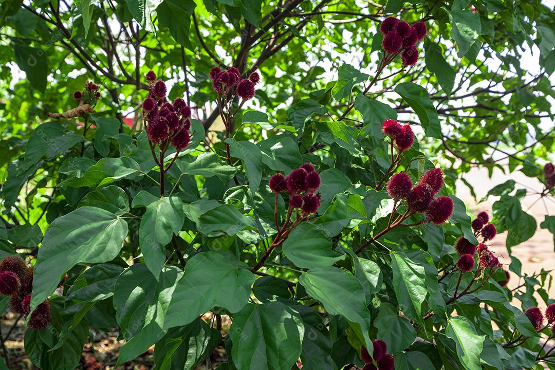 Arvore urucum folhas verdes