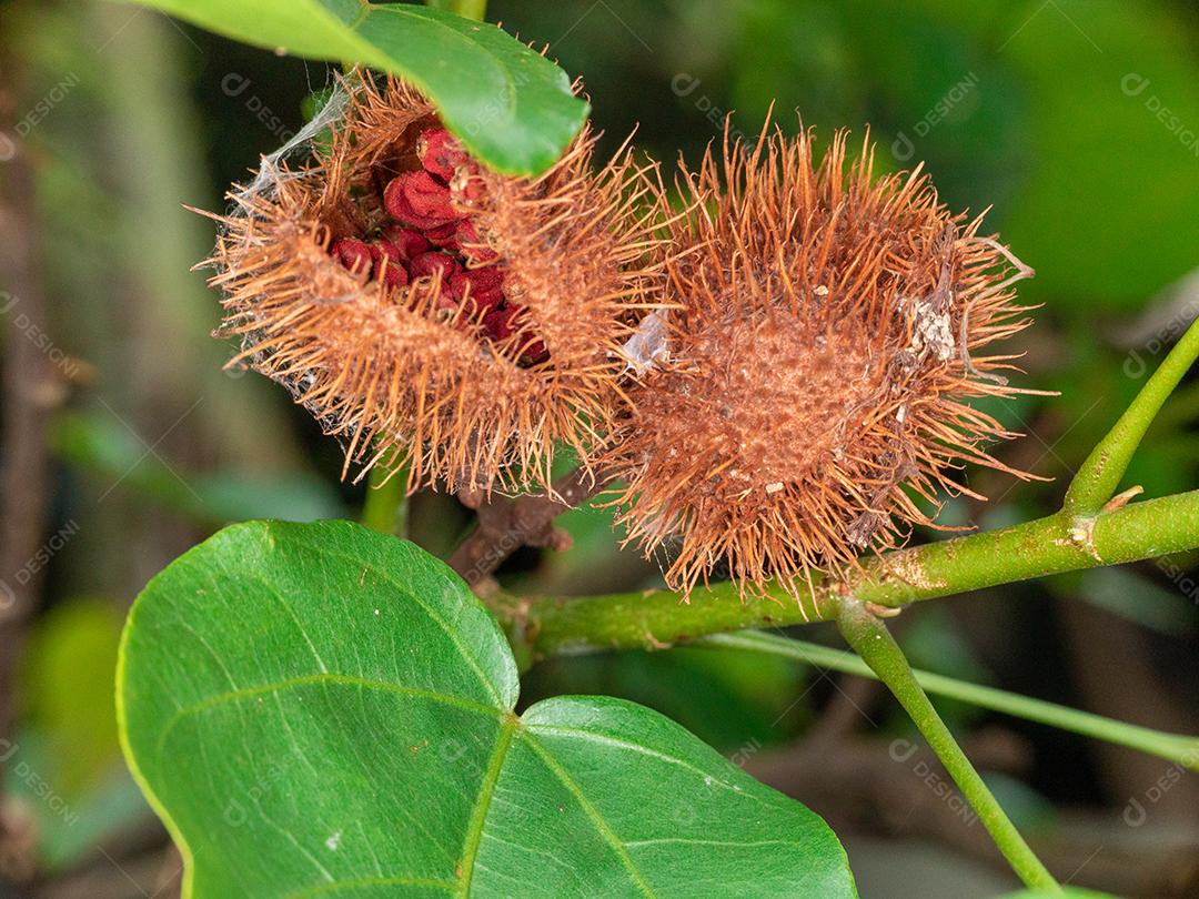 Urucu sobre uma folhas verdes floresta planta