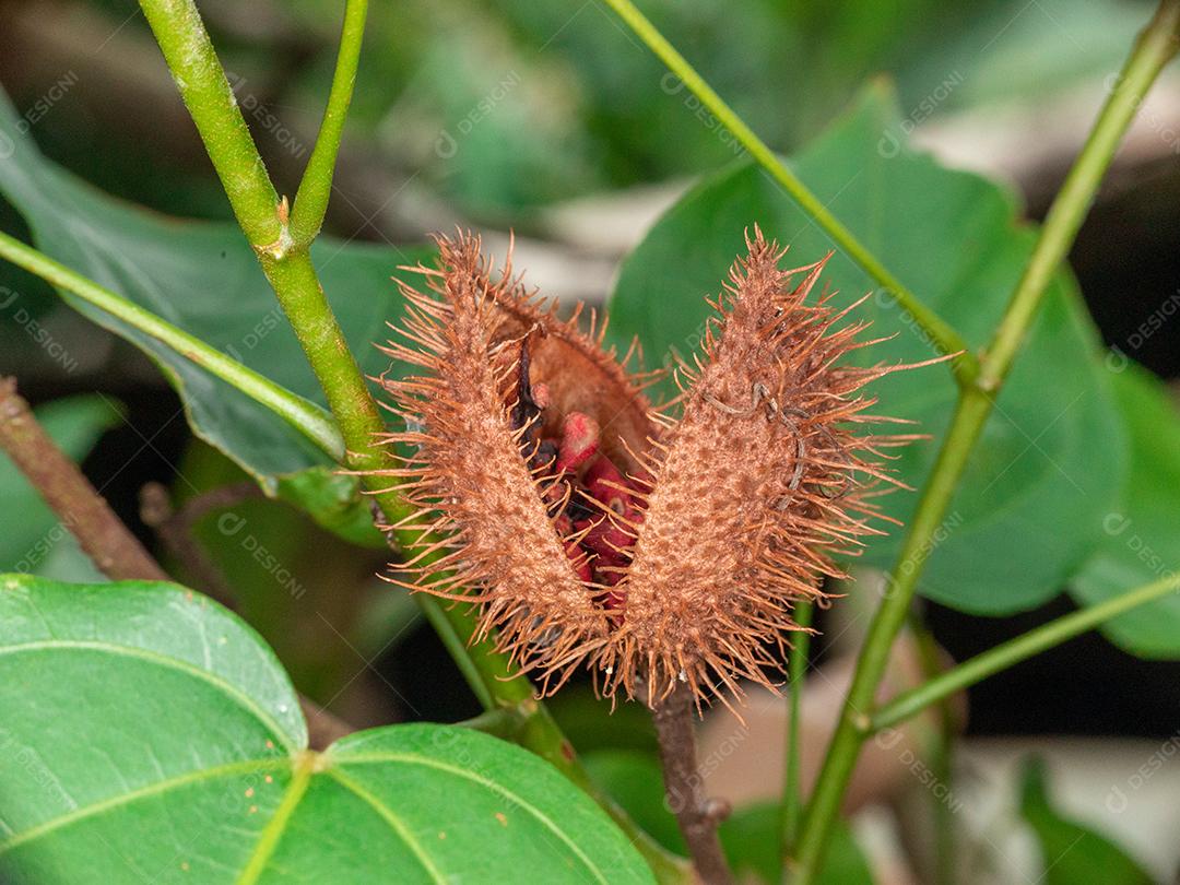 Urucu sobre uma folhas verdes floresta planta