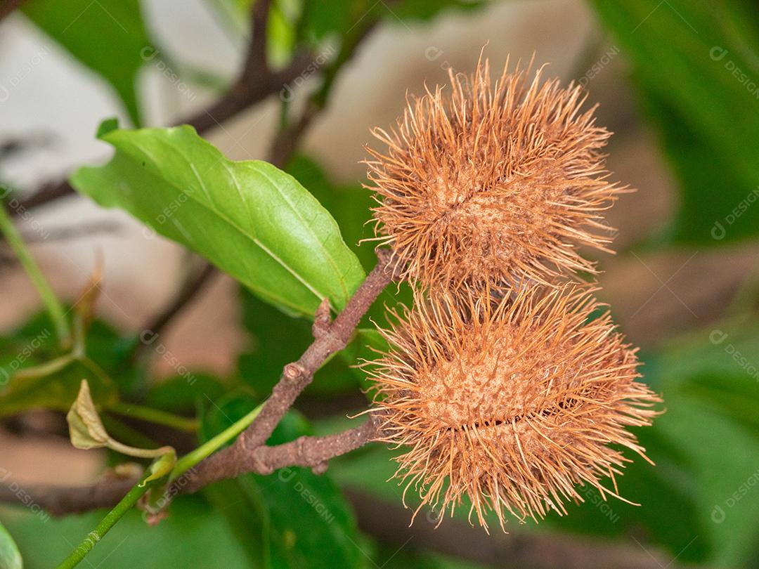 Urucu sobre uma folhas verdes floresta planta
