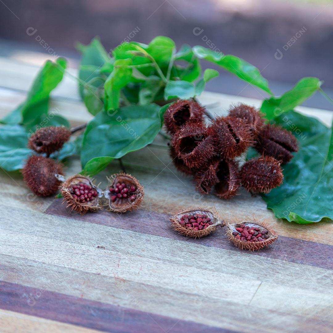 Urucu sobre uma folhas verdes floresta planta