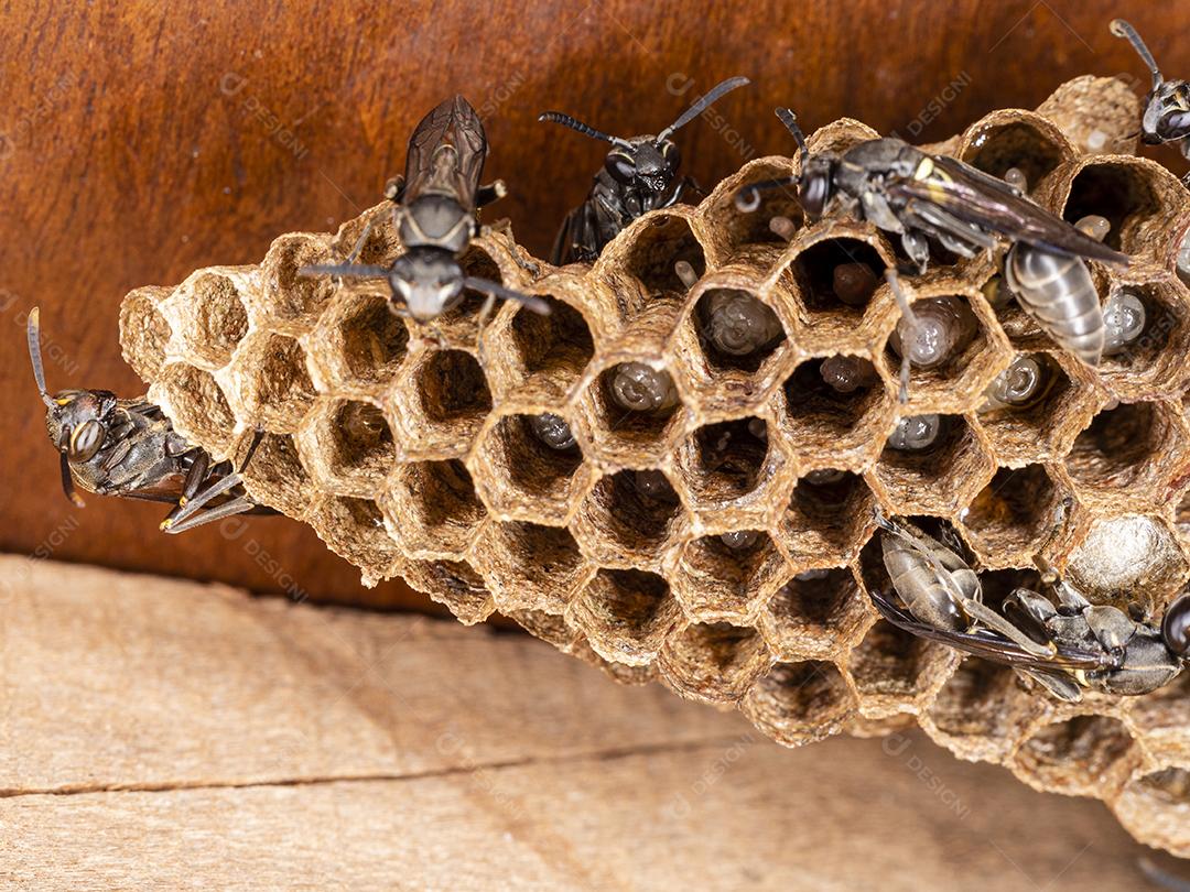 Vespa Paulistinha (Polybia paulista). Essa espécie ganhou destaque internacional quando cientistas descobriram