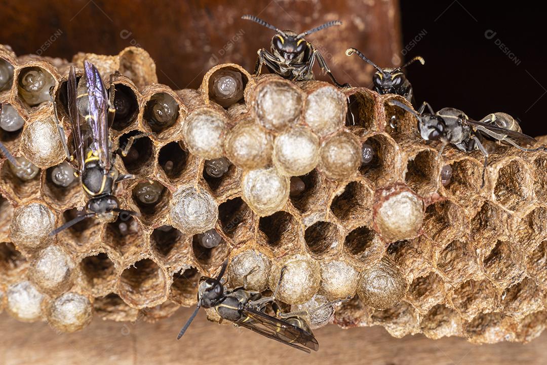 Vespa Paulistinha (Polybia paulista). Essa espécie ganhou destaque internacional quando cientistas descobriram