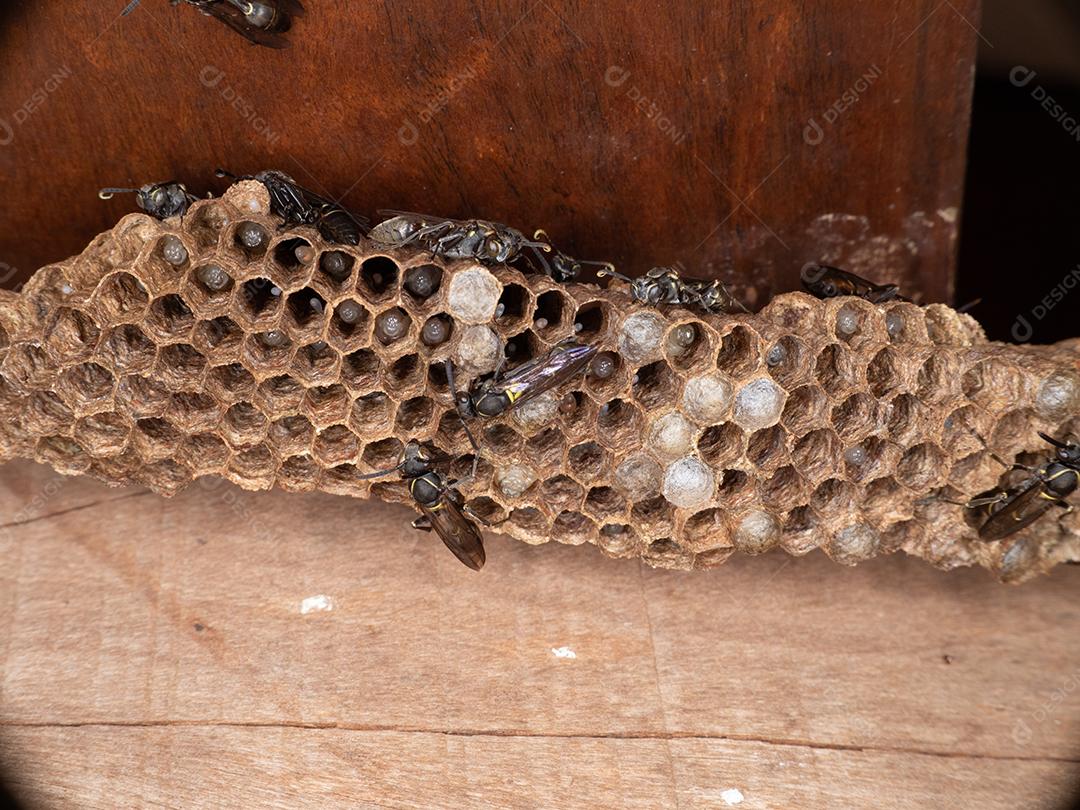 Vespa Paulistinha (Polybia paulista). Essa espécie ganhou destaque internacional quando cientistas