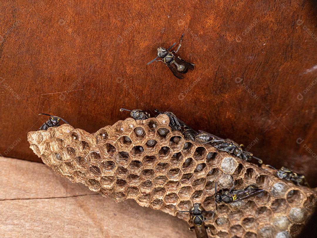 Vespa Paulistinha (Polybia paulista). Essa espécie ganhou destaque internacional quando cientistas