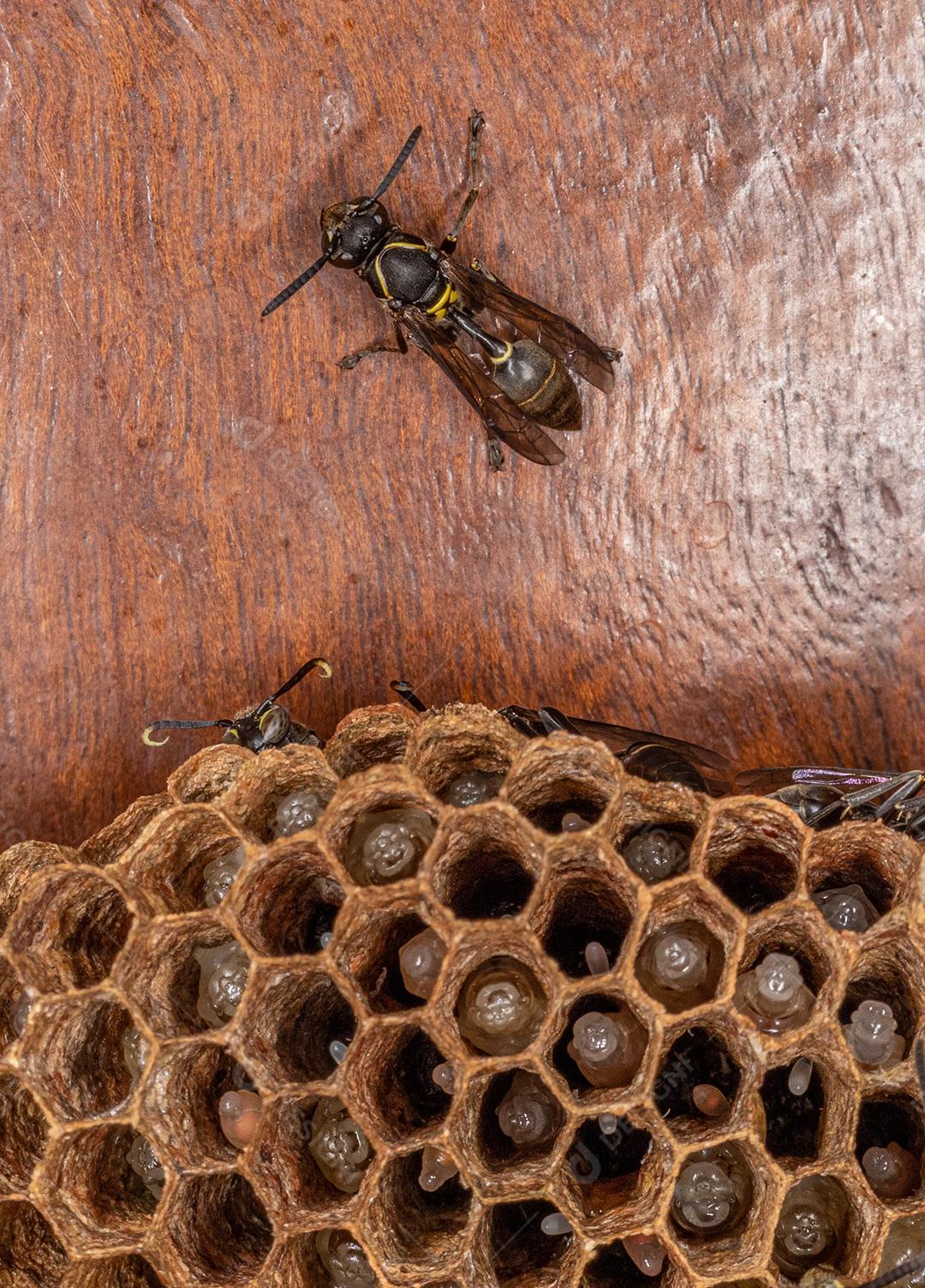 Vespa Paulistinha (Polybia paulista). Essa espécie ganhou destaque internacional quando cientistas descobriram