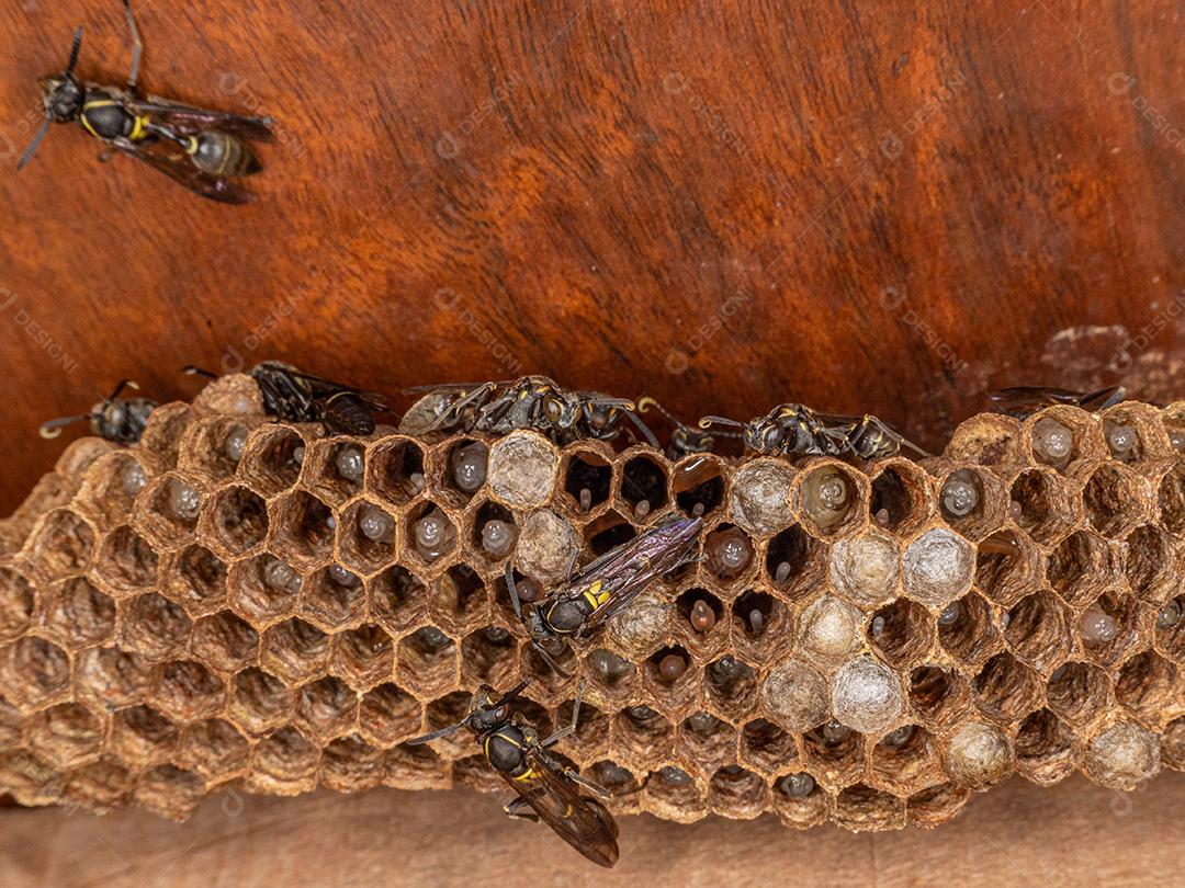 Vespa Paulistinha (Polybia paulista). Essa espécie ganhou destaque internacional quando cientistas descobriram