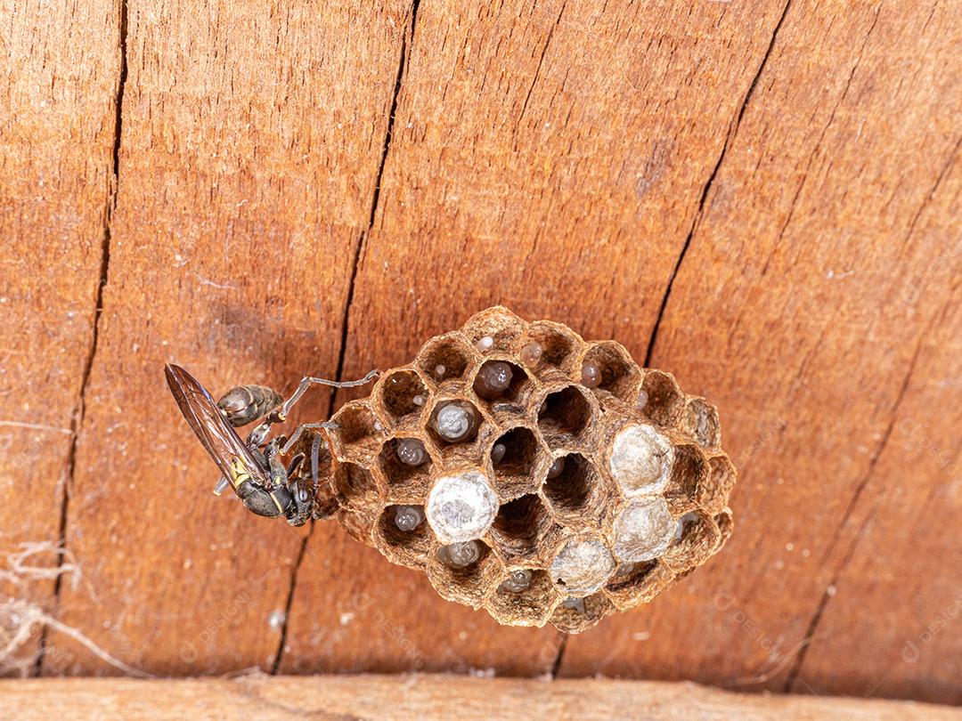 Vespa Paulistinha (Polybia paulista). Essa espécie ganhou destaque internacional quando cientistas descobriram