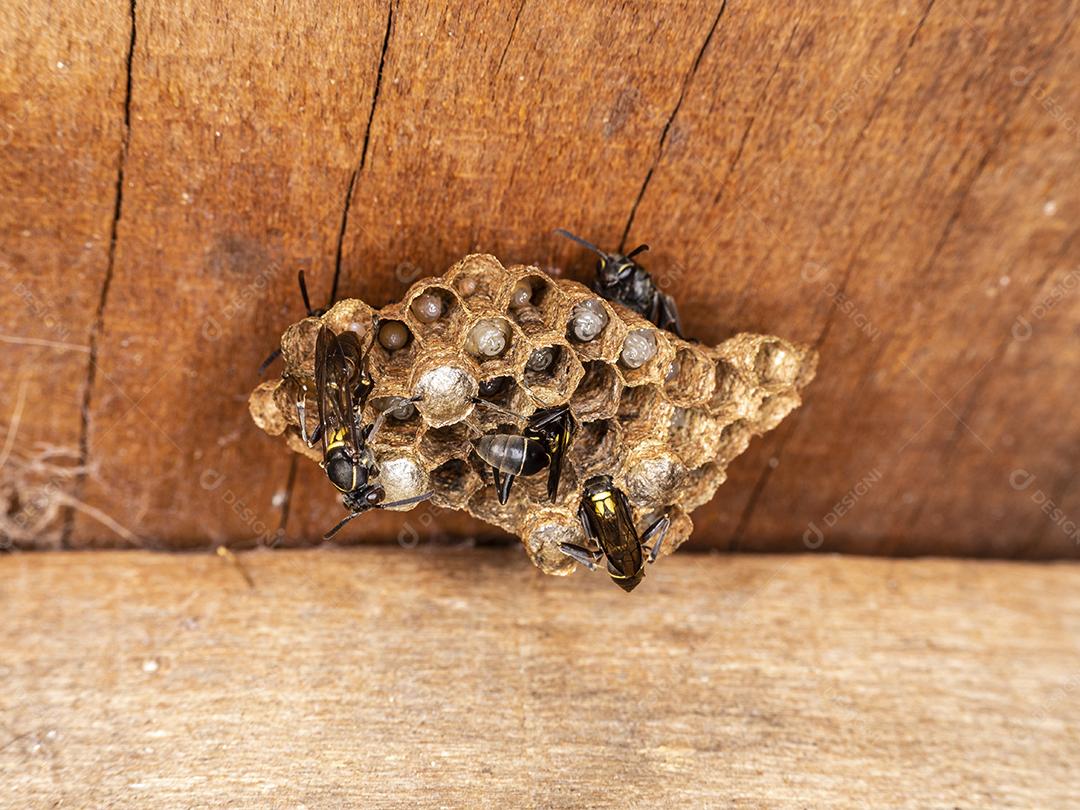 Vespa Paulistinha (Polybia paulista). Essa espécie ganhou destaque internacional quando cientistas descobriram