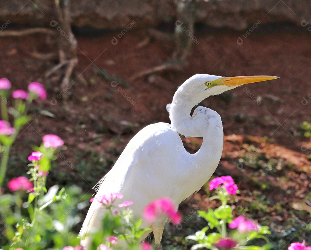 A garça-branca-grande (Ardea alba), também conhecida como garça-comum, garça-branca-grande ou (no Velho Mundo) garça-branca-grande ou garça-branca-grande, uma garça grande e amplamente distribuída, com quatro subespécies encontradas na Ásia, África e 