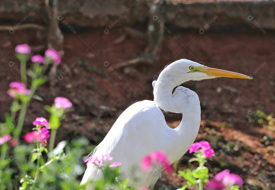 A garça-branca-grande (Ardea alba), também conhecida como garça-comum, garça-branca-grande ou (no Velho Mundo) garça-branca-grande ou garça-branca-grande, uma garça grande e amplamente distribuída, com quatro subespécies encontradas na Ásia, África e 