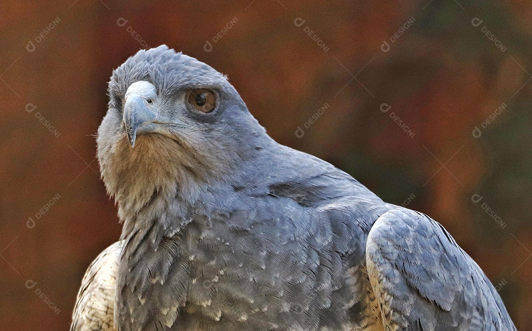 A Águia-de-peito-preto (Geranoaetus melanoleucus) é uma ave de rapina da família dos falcões e águias (Accipitridae). Vive em regiões abertas da América do Sul. Esta espécie também é conhecida como águia-urubu-preta, águia-urubu-cinzenta ou analogamen