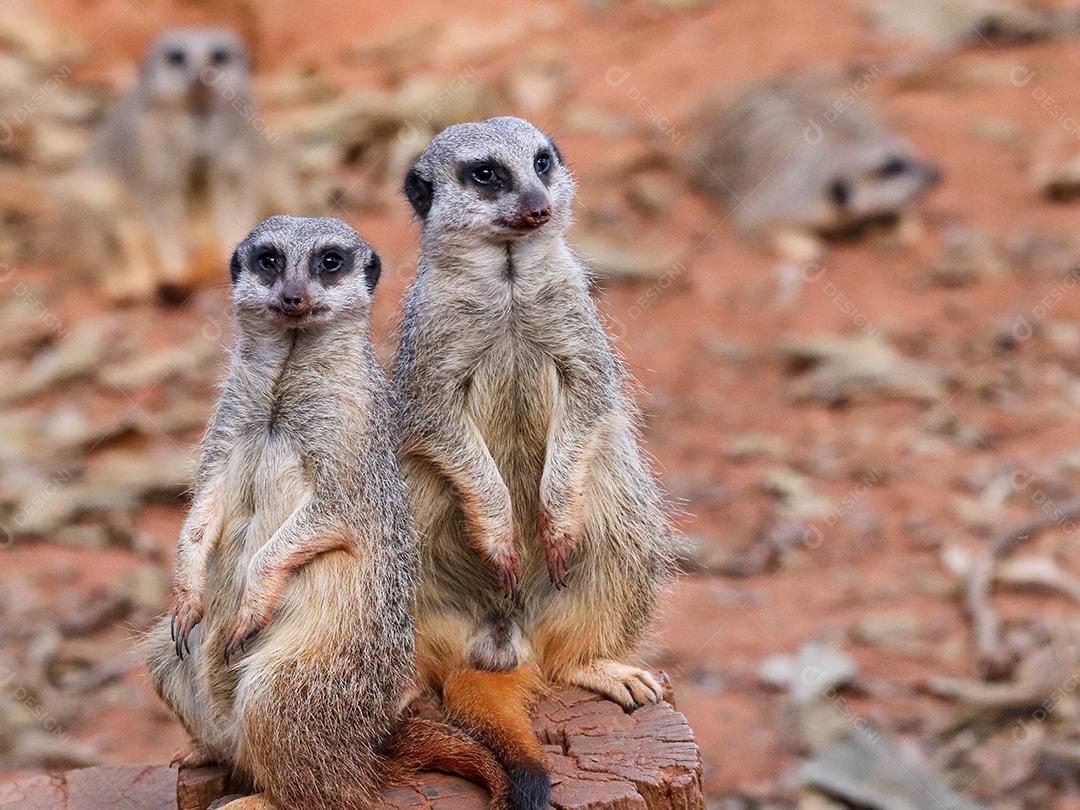 Retrato de Meerkat Suricata suricatta, animal nativo africano, pequeno carnívoro pertencente à família dos mangustos
