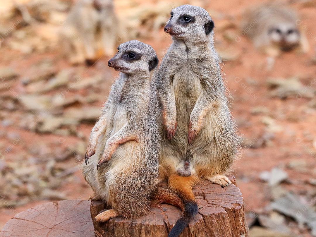 Retrato de Meerkat Suricata suricatta, animal nativo africano, pequeno carnívoro pertencente à família dos mangustos