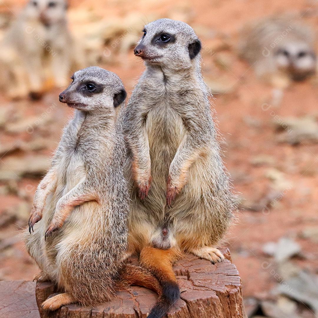 Retrato de Meerkat Suricata suricatta, animal nativo africano, pequeno carnívoro pertencente à família dos mangustos