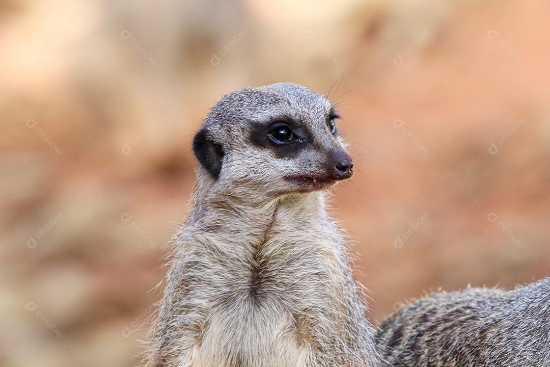 Retrato de Meerkat Suricata suricatta, animal nativo africano, pequeno carnívoro pertencente à família dos mangustos