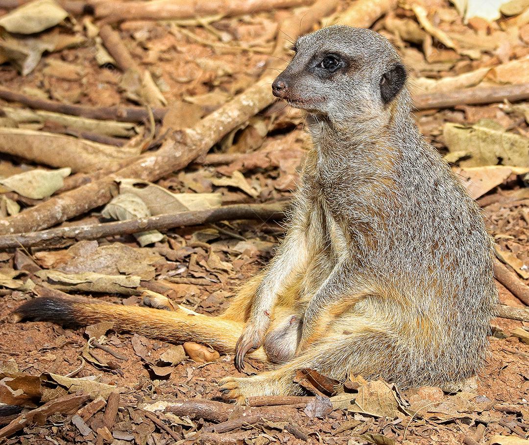 Retrato de Meerkat Suricata suricatta, animal nativo africano, pequeno carnívoro pertencente à família dos mangustos