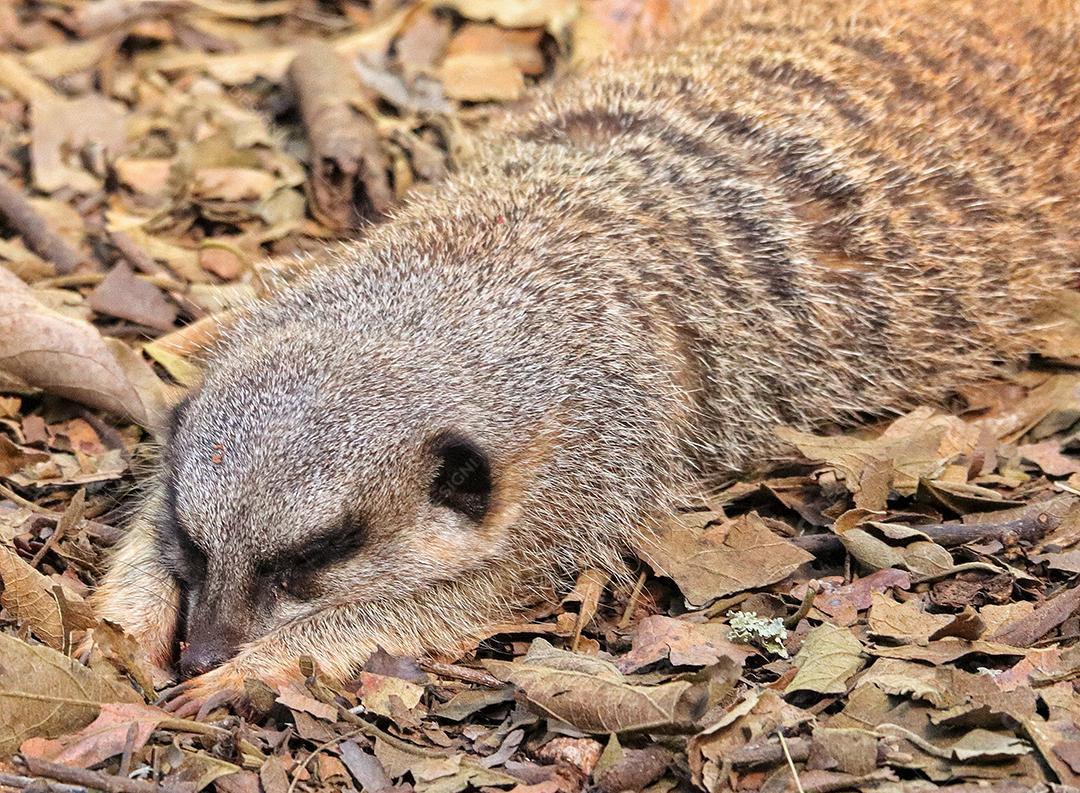 Retrato de Meerkat Suricata suricatta, animal nativo africano, pequeno carnívoro pertencente à família dos mangustos