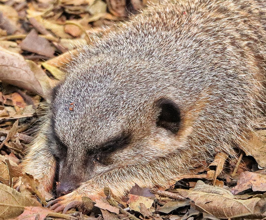 Retrato de Meerkat Suricata suricatta, animal nativo africano, pequeno carnívoro pertencente à família dos mangustos