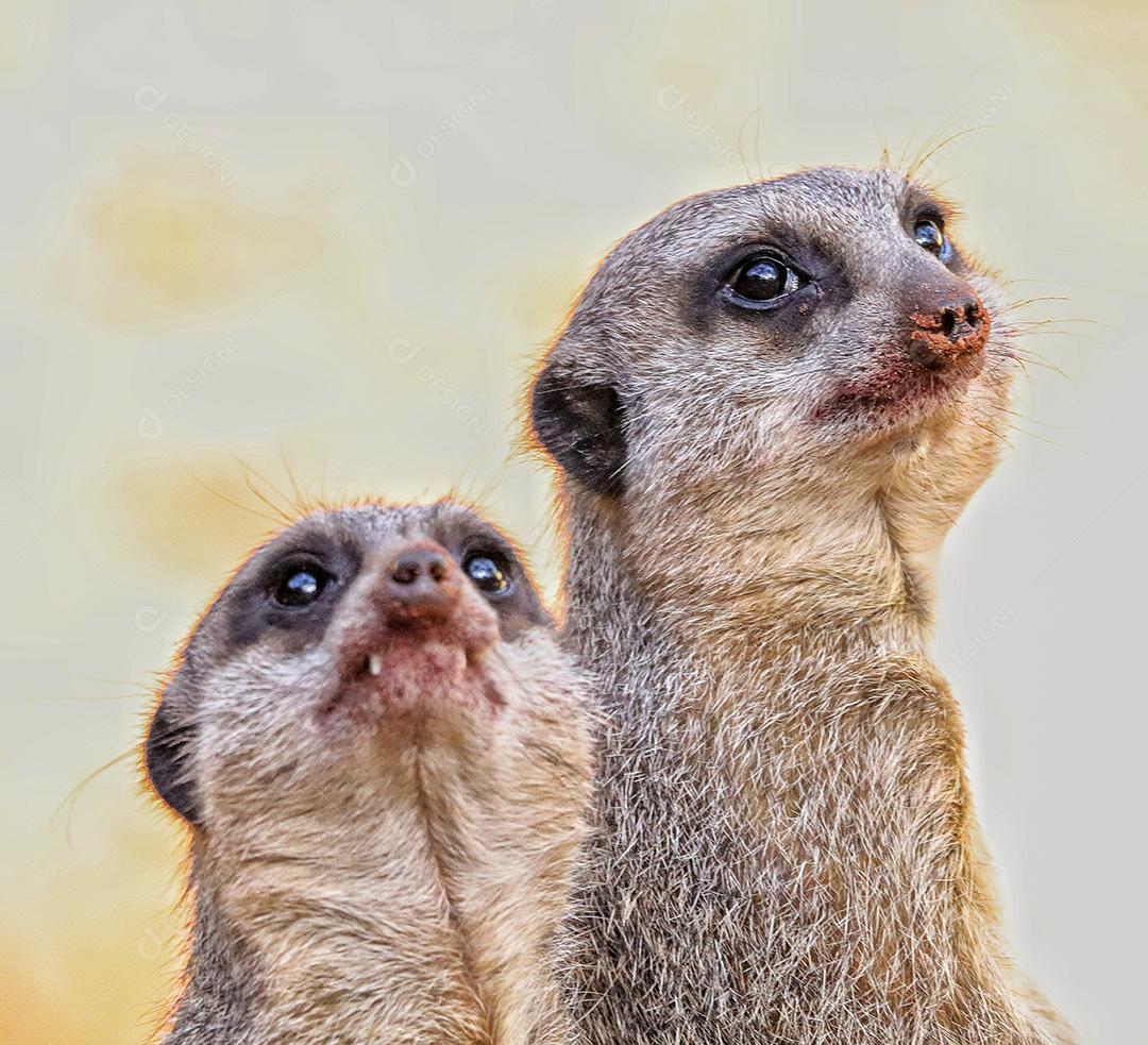 Retrato de Meerkat Suricata suricatta, animal nativo africano, pequeno carnívoro pertencente à família dos mangustos