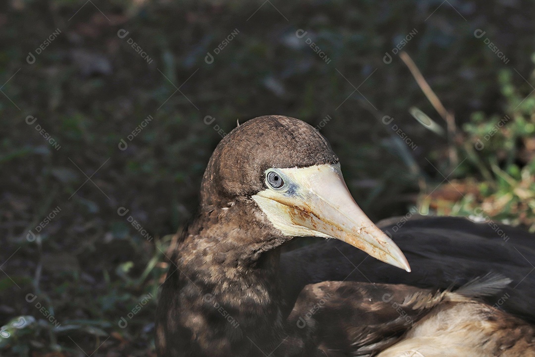 O atobá-pardo (Sula leucogaster) é uma grande ave marinha da família do atobá, Sulidae, da qual é talvez a espécie mais comum e difundida..