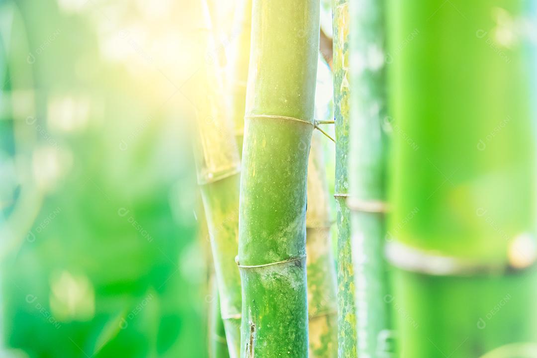Frame of Fresh Green Bamboo Trees - Abstract Blurred Bamboo Leaf Background - Selective Focus