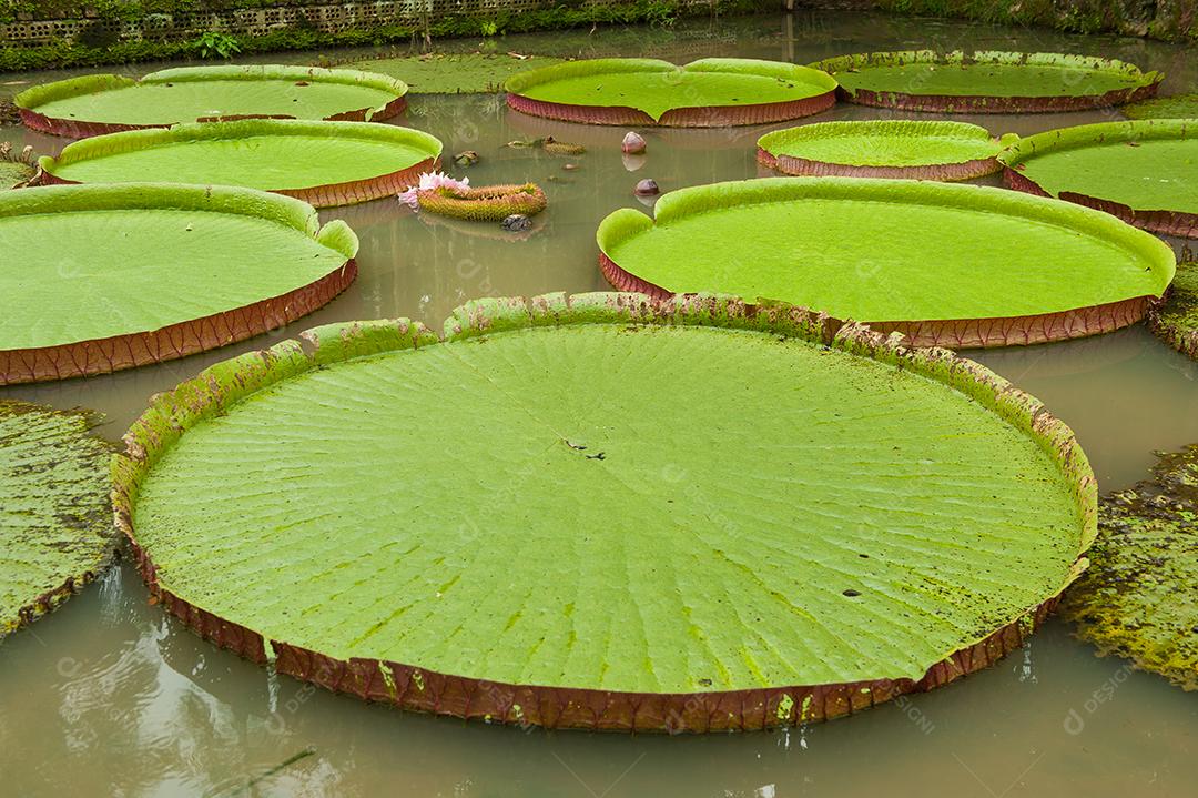 Paisagens de um lago cheio de vitória Regis