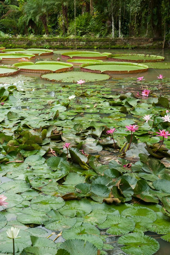 Paisagens de um lago cheio de vitória Regis