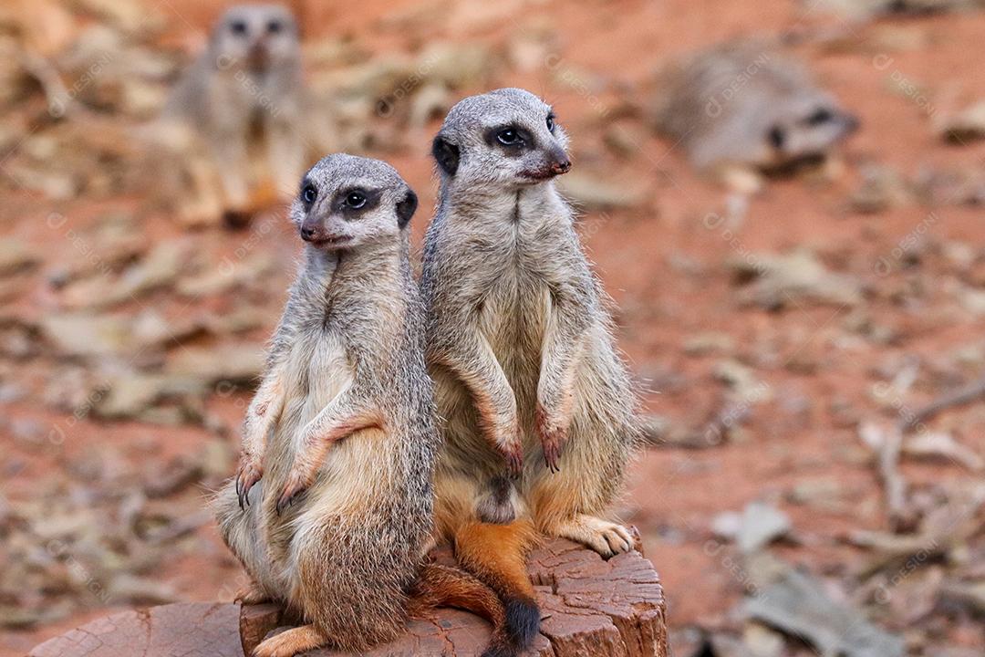 Retrato de Meerkat Suricata suricatta, animal nativo africano, pequeno carnívoro pertencente à família dos mangustos