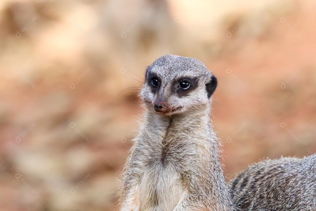 Retrato de Meerkat Suricata suricatta, animal nativo africano, pequeno carnívoro pertencente à família dos mangustos