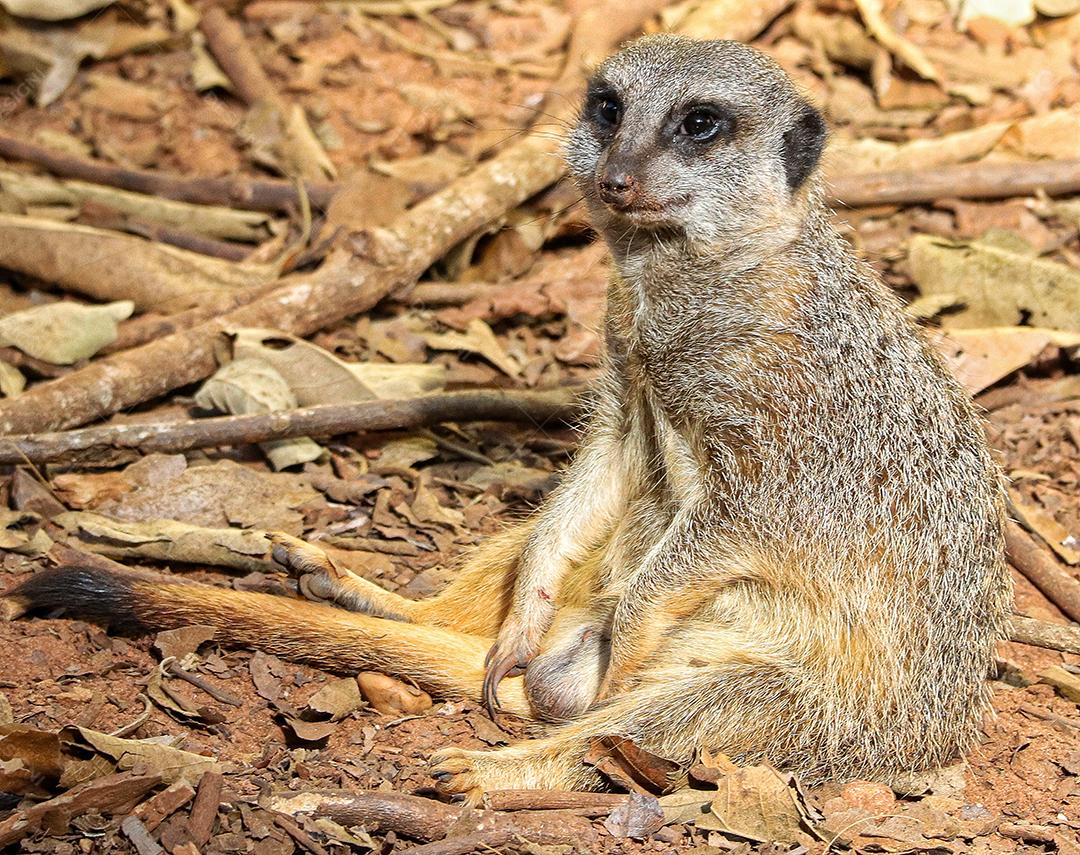 Retrato de Meerkat Suricata suricatta, animal nativo africano, pequeno carnívoro pertencente à família dos mangustos