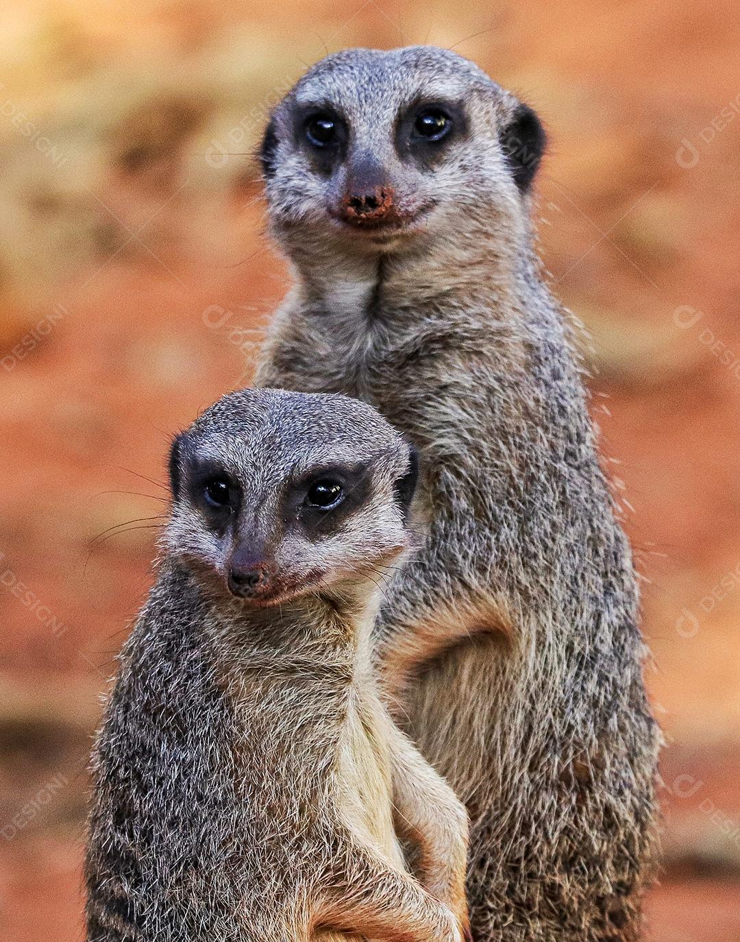 Retrato de Meerkat Suricata suricatta, animal nativo africano, pequeno carnívoro pertencente à família dos mangustos