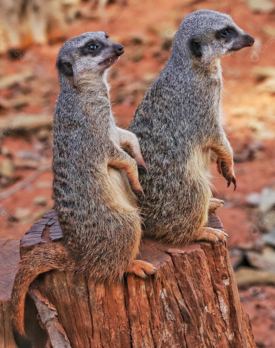 Retrato de Meerkat Suricata suricatta, animal nativo africano, pequeno carnívoro pertencente à família dos mangustos
