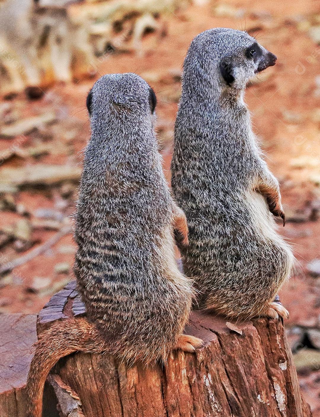 Retrato de Meerkat Suricata suricatta, animal nativo africano, pequeno carnívoro pertencente à família dos mangustos