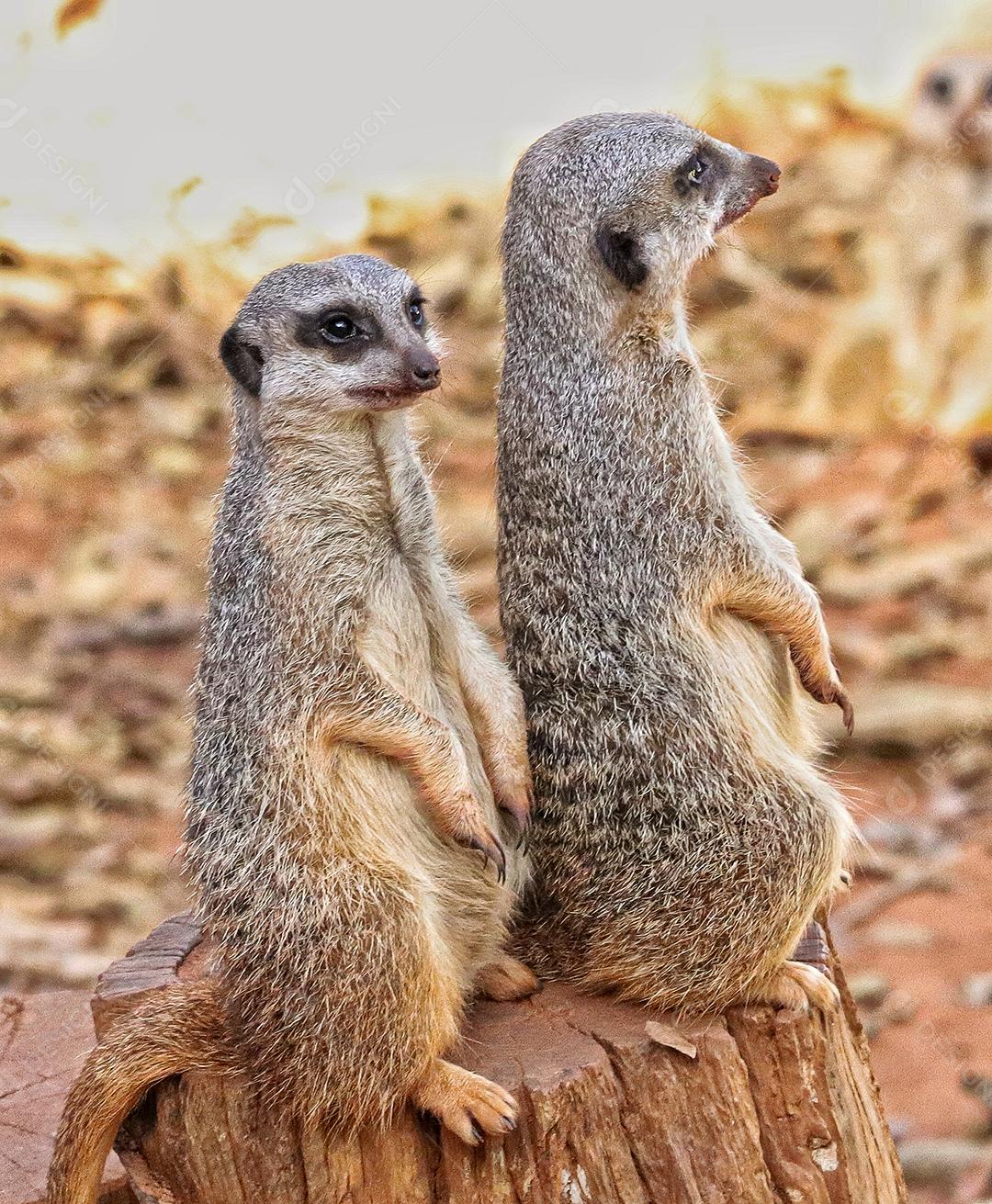 Retrato de Meerkat Suricata suricatta, animal nativo africano, pequeno carnívoro pertencente à família dos mangustos
