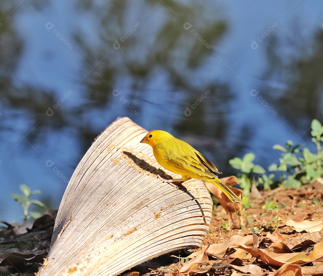 O tentilhão-açafrão (Sicalis flaveola) é uma saíra da América do Sul comum em áreas abertas e semiabertas em terras baixas fora da Bacia Amazônica.