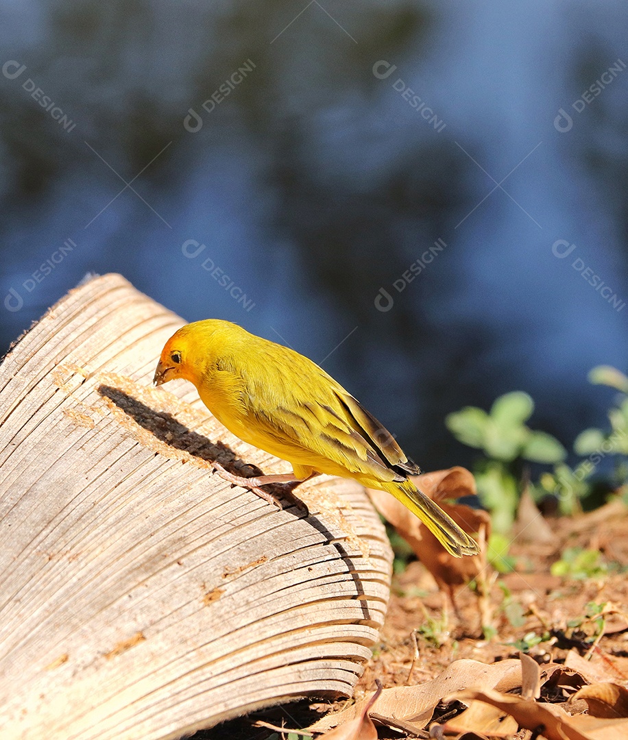 O tentilhão-açafrão (Sicalis flaveola) é uma saíra da América do Sul comum em áreas abertas e semiabertas em terras baixas fora da Bacia Amazônica.