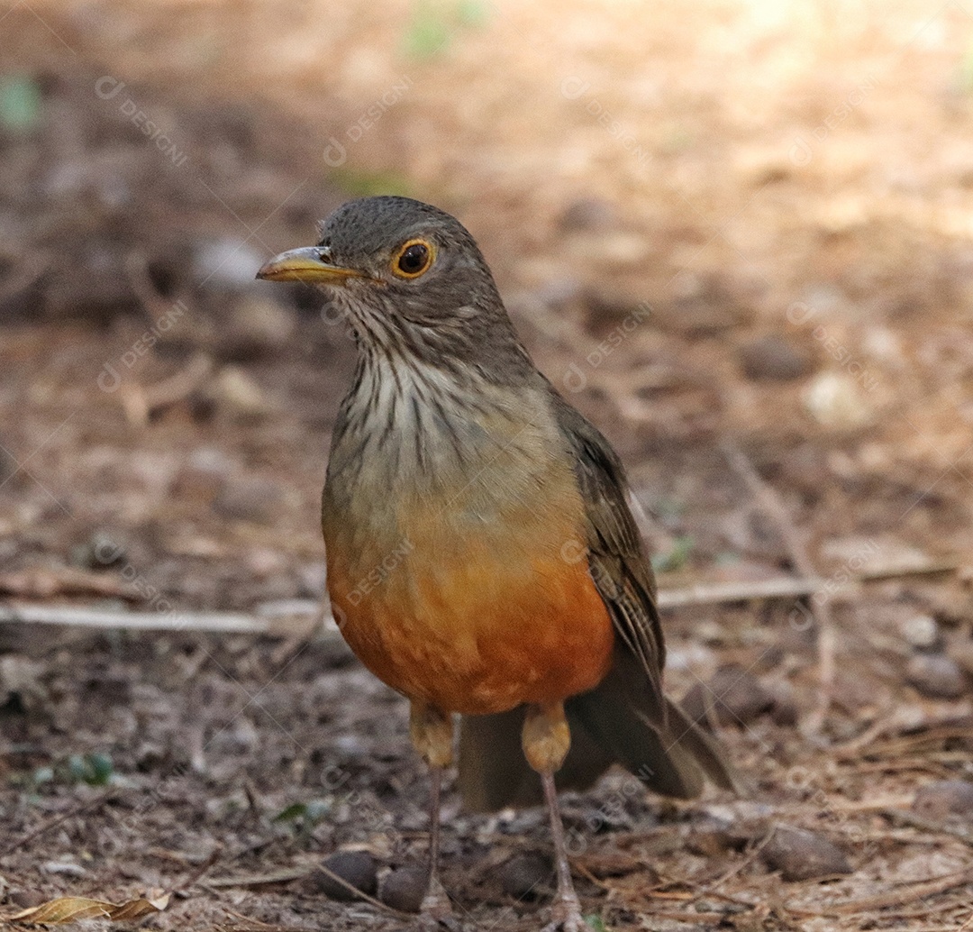 O sabiá-ruivo (Turdus rufiventris) é uma ave canora da família dos sabiás (Turdidae). Ocorre na maior parte do leste e sudeste do Brasil, desde o sul do Maranhão até os estados do Rio Grande do Sul, Bolívia, Paraguai, Uruguai e regiões centrais da Arg