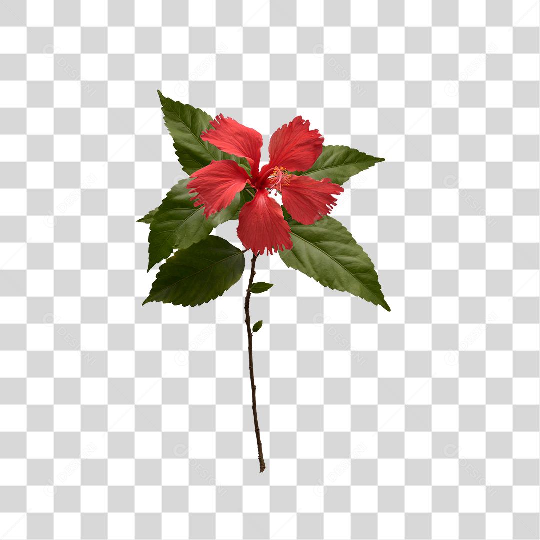 desenhos galhos com folhas e flor de hibisco