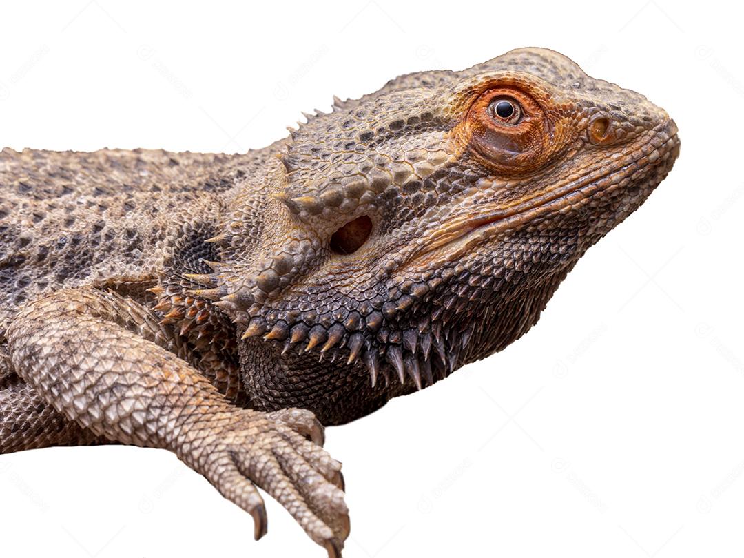 Feche em um dragão barbudo (pogona sp) em fundo branco.