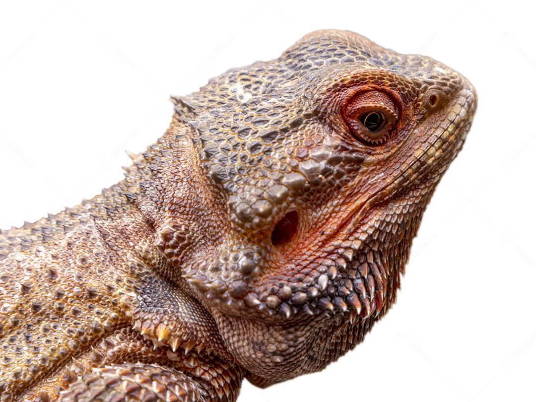 Feche em um dragão barbudo (pogona sp) em fundo branco.