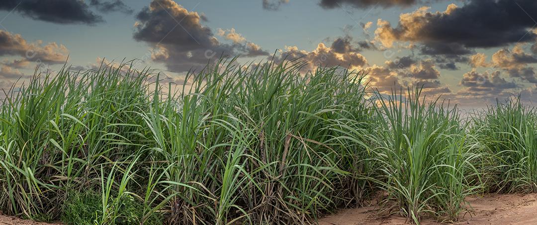 plantação de cana-de-açúcar em um lindo dia.