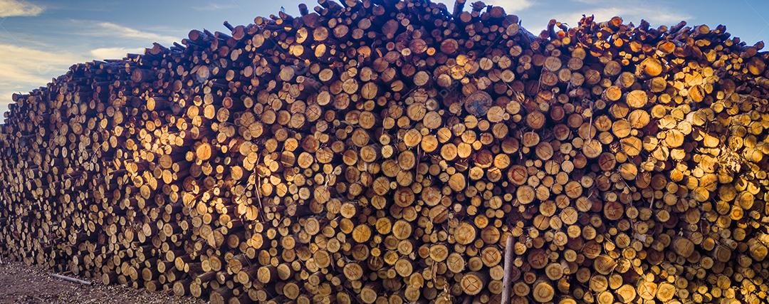 Pilha de madeira cortada, pinho, eucalipto.