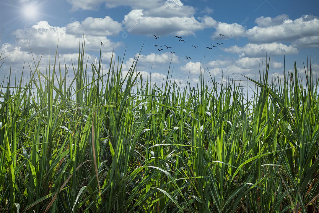 plantação de cana-de-açúcar em um lindo dia.