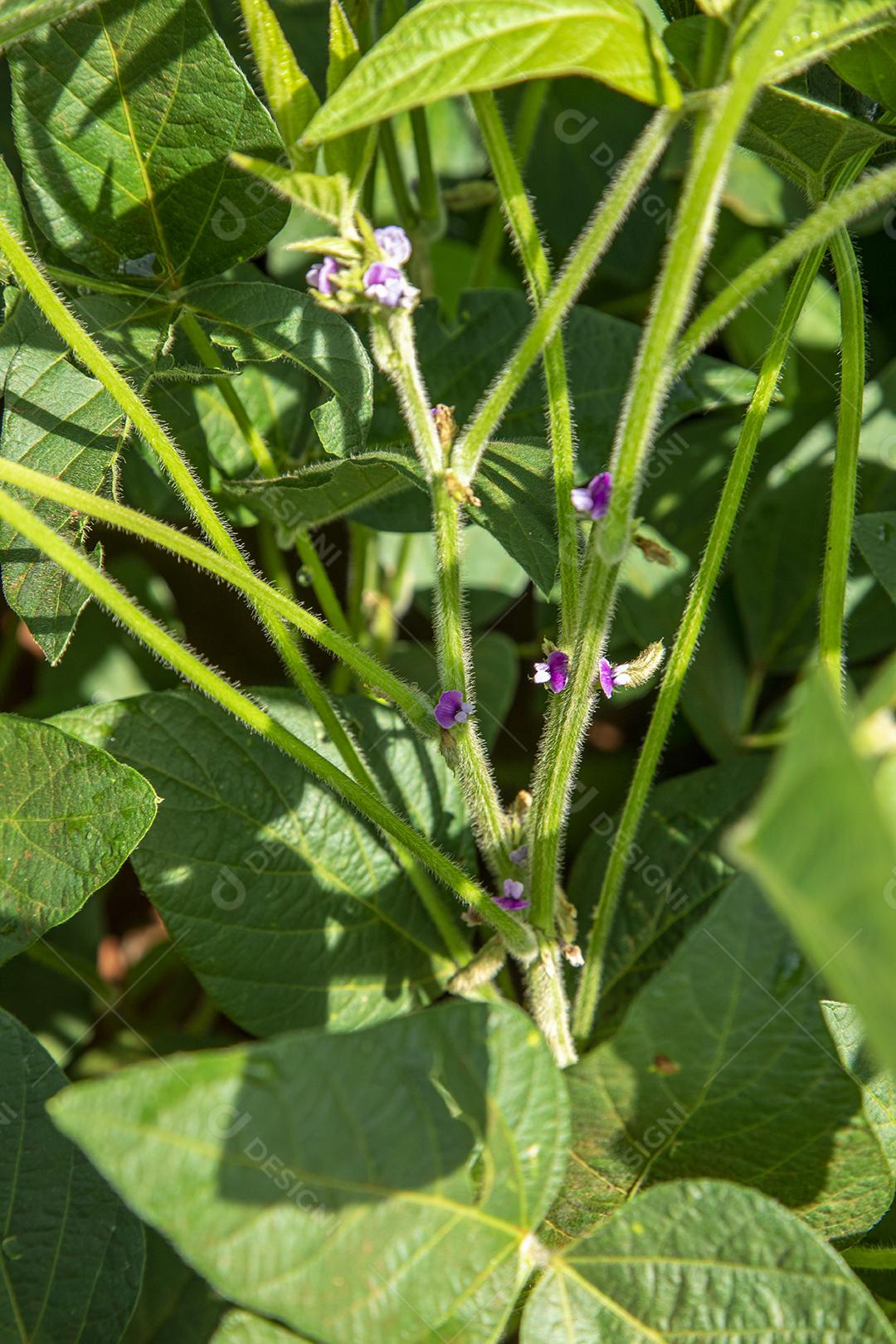 Árvore de soja com flor na plantação