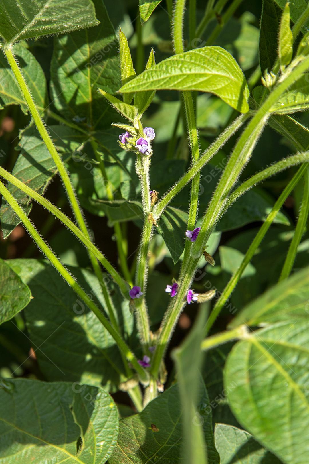 Árvore de soja com flor na plantação